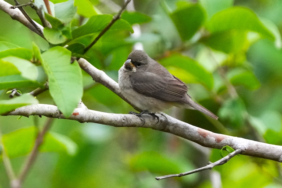 Double-collared Seedeater - ML644050273