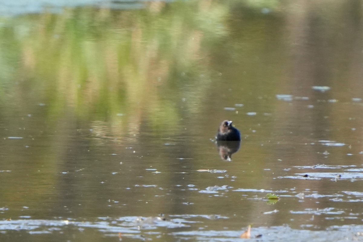 Brown-headed Cowbird - ML644050275