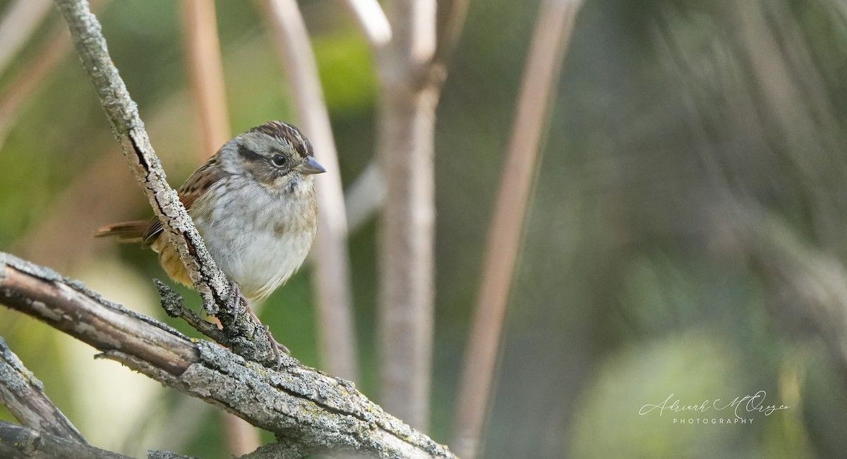 Swamp Sparrow - ML644050279