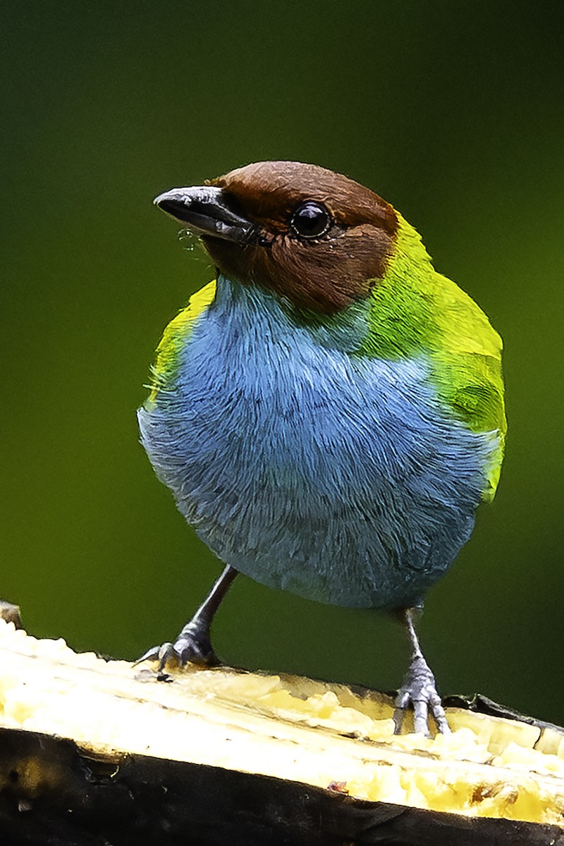 Bay-headed Tanager - ML644050281