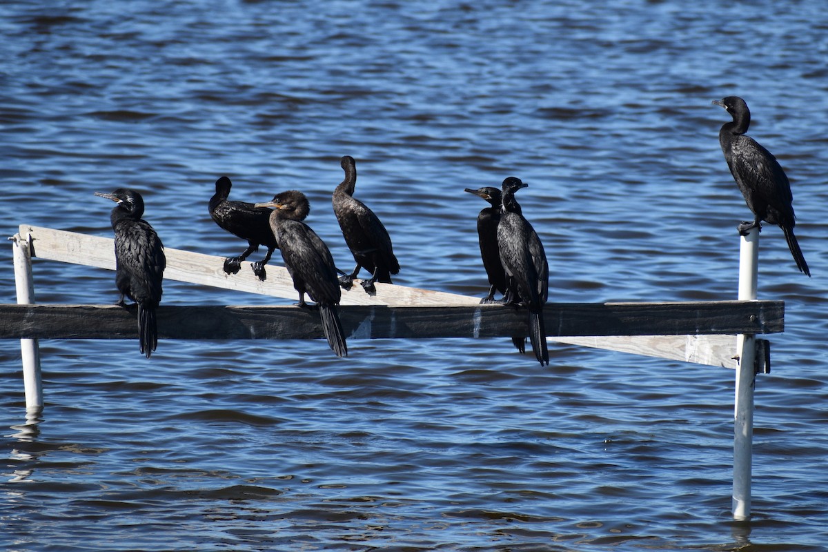 Neotropic Cormorant - ML644050282