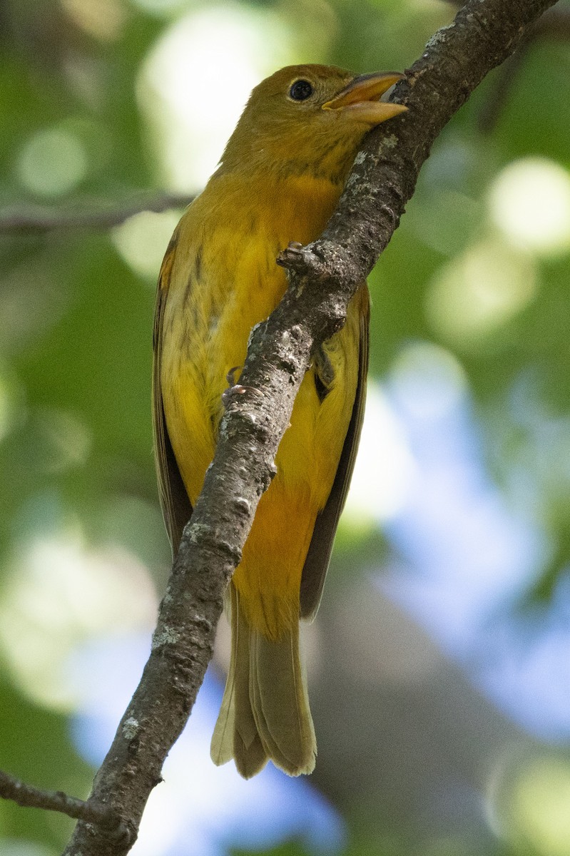 Summer Tanager - ML644050287