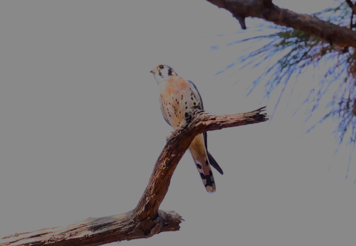 American Kestrel - ML644050293