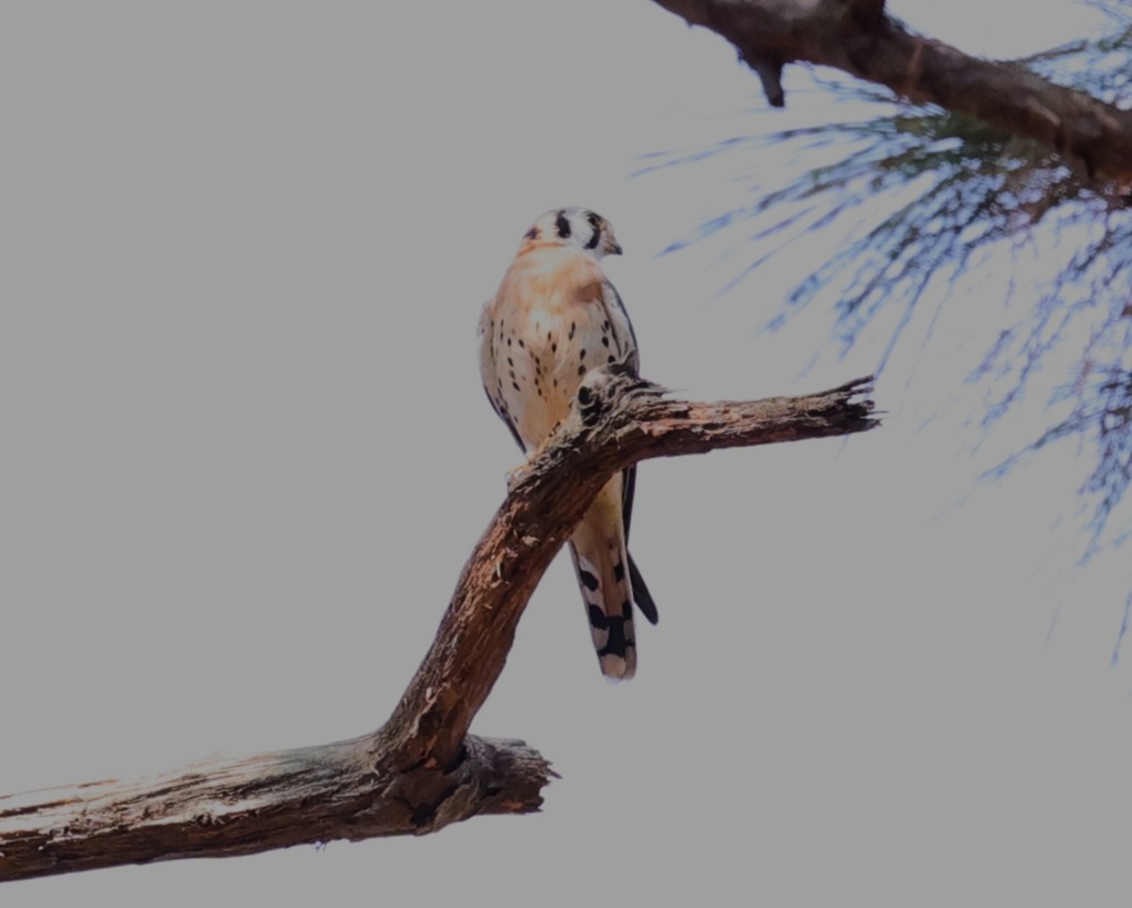 American Kestrel - ML644050294