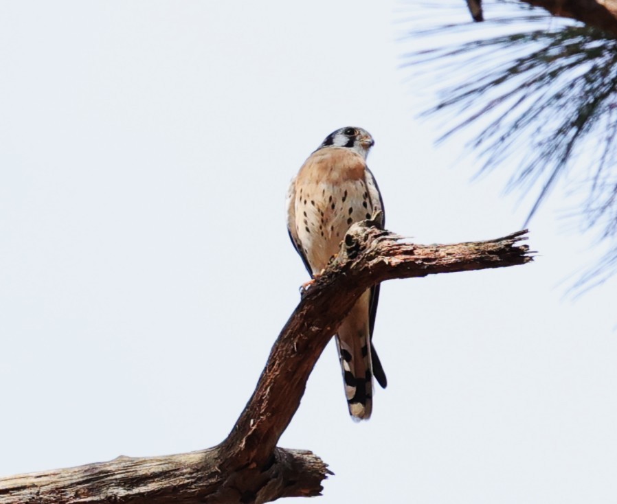 American Kestrel - ML644050295