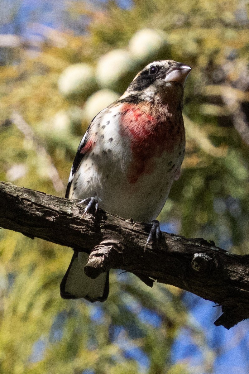 Rose-breasted Grosbeak - ML644050297