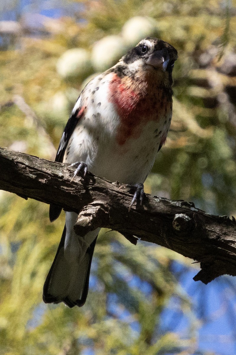 Rose-breasted Grosbeak - ML644050298