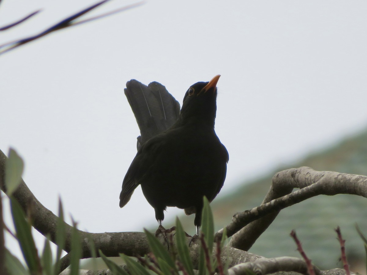 Хар хөөндэй - ML644050300