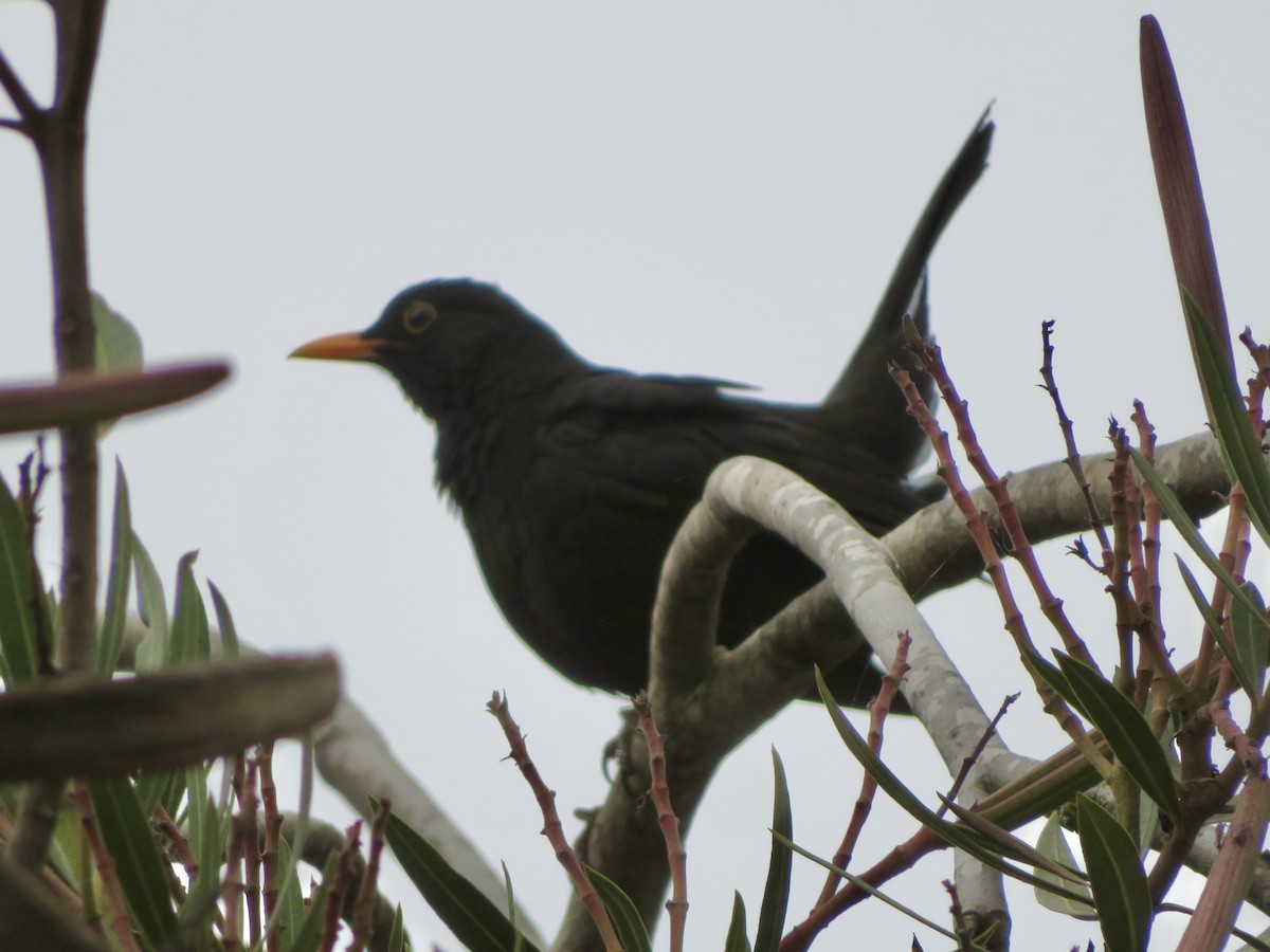 Хар хөөндэй - ML644050301