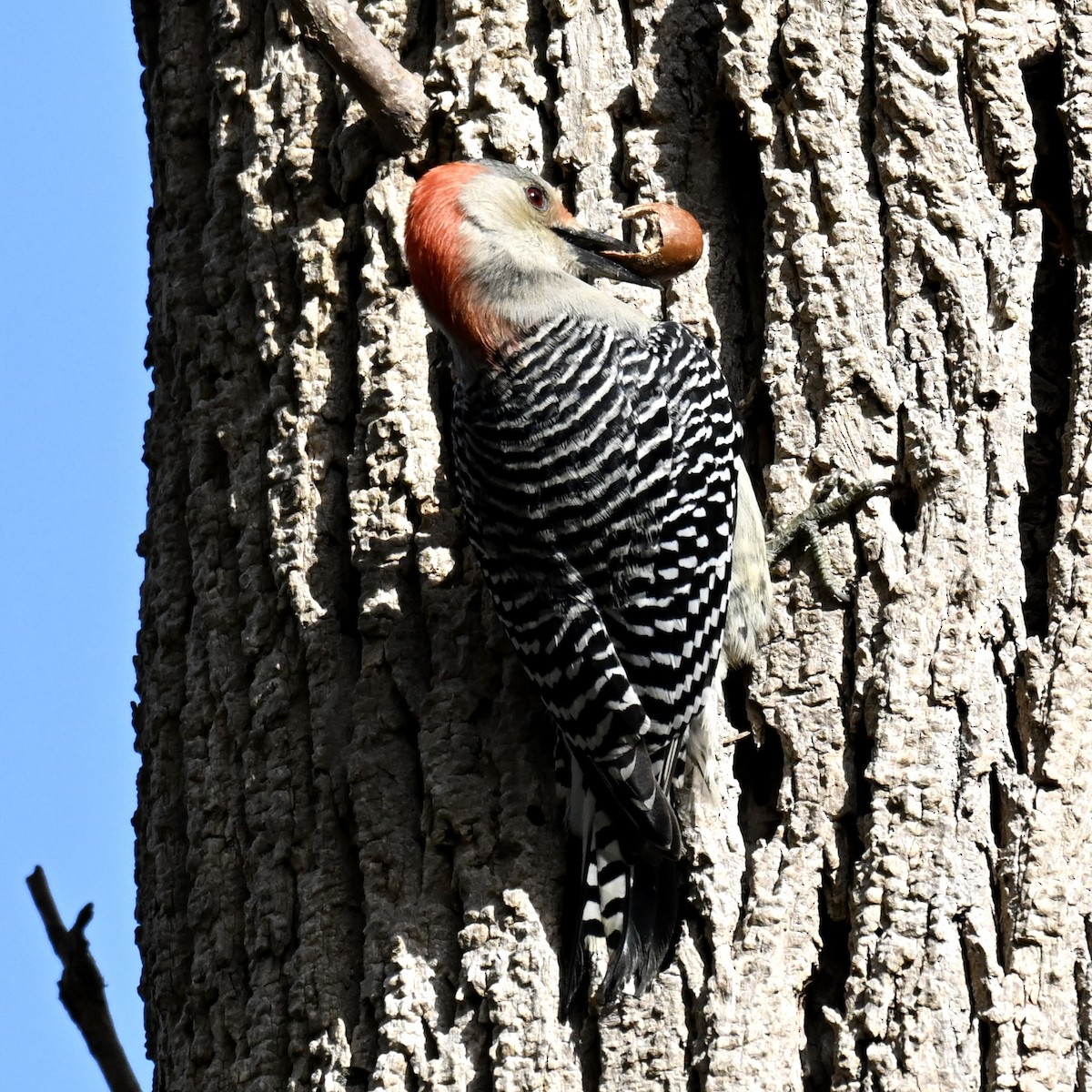 Red-bellied Woodpecker - ML644050311