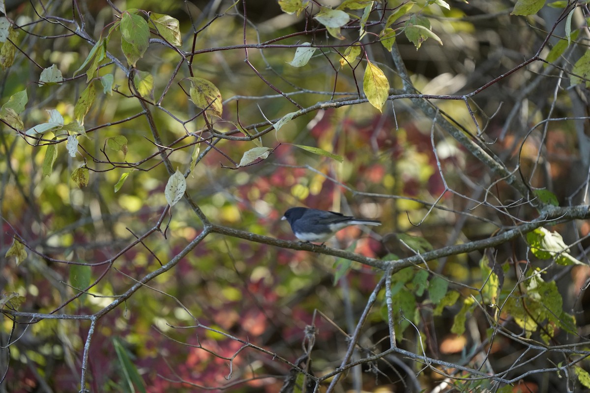 Dark-eyed Junco - ML644050312