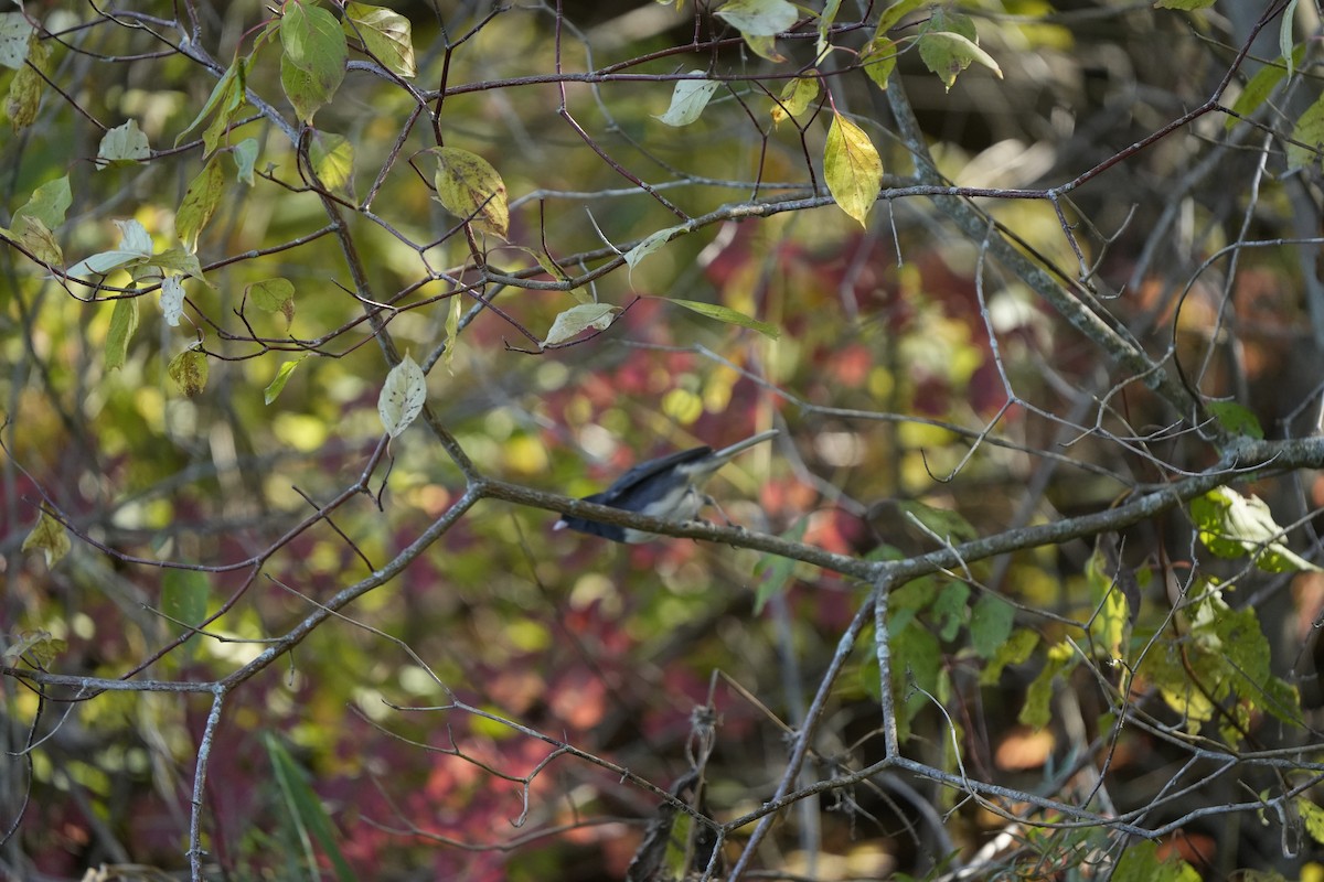 Dark-eyed Junco - ML644050313