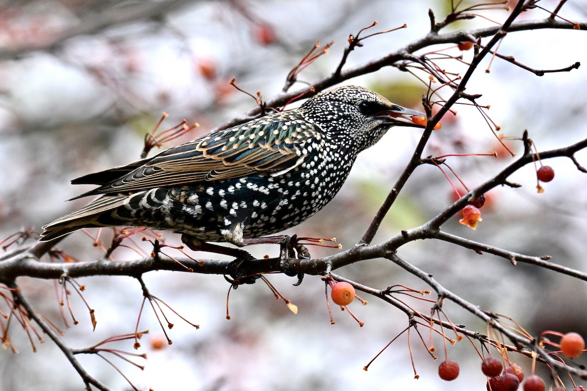 European Starling - ML644050315