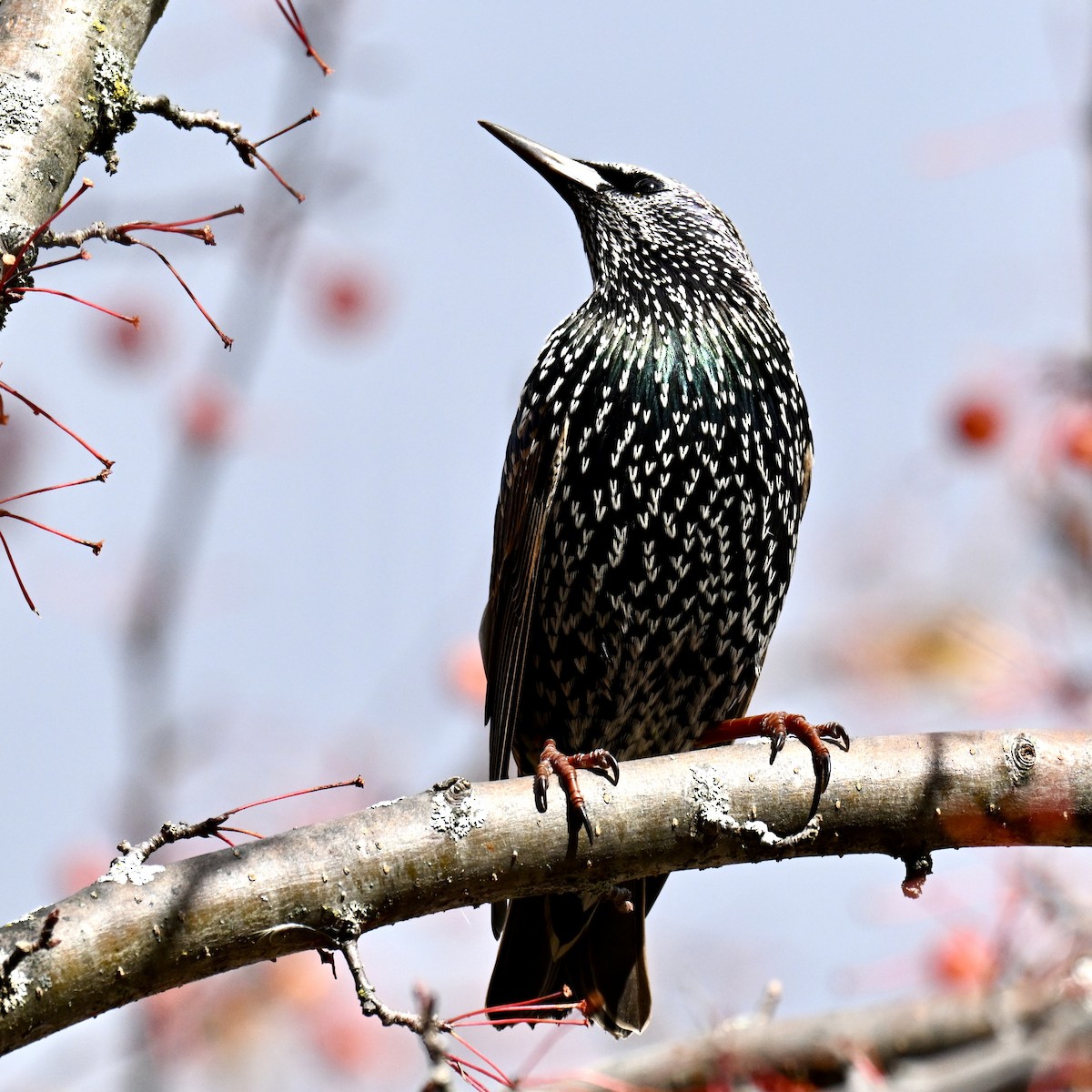European Starling - ML644050320