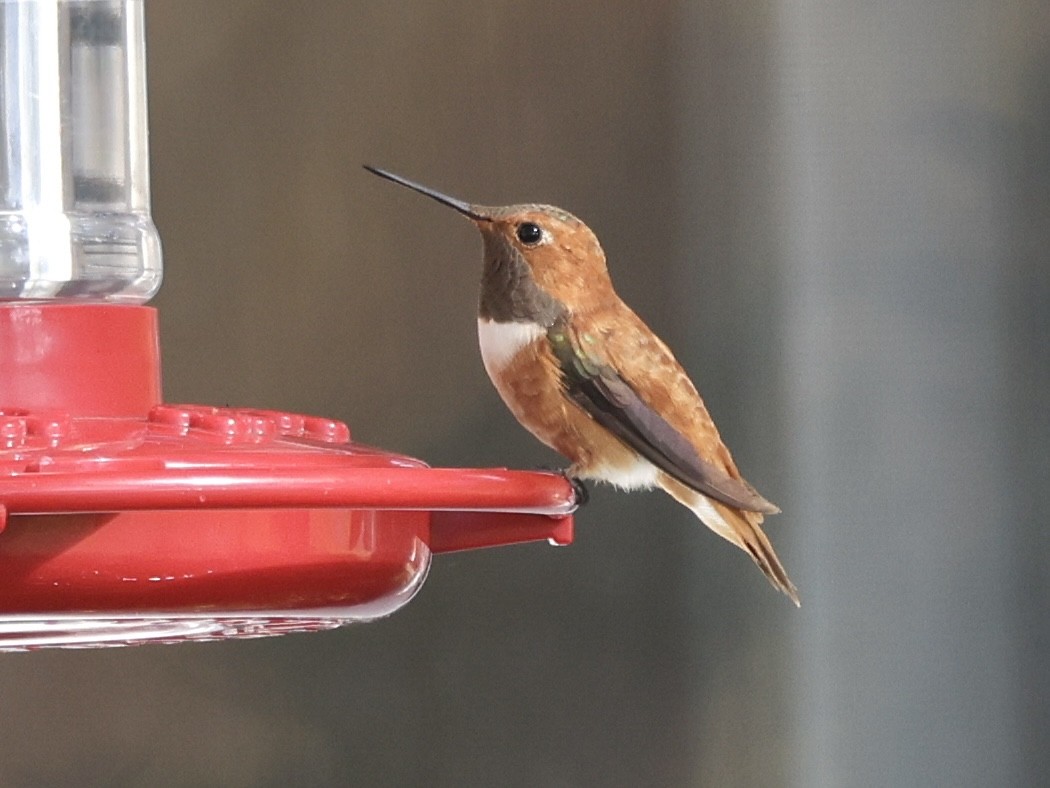 eBird Checklist - 24 Oct 2025 - stakeout Rufous Hummingbird, Woodbine ...
