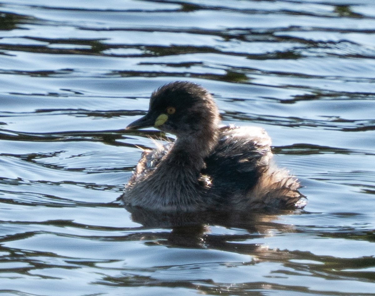 Australasian Grebe - ML644050334