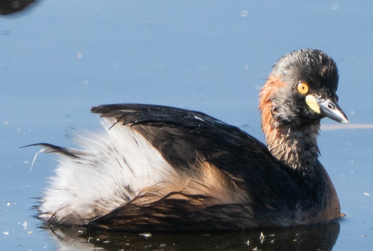 Australasian Grebe - ML644050335