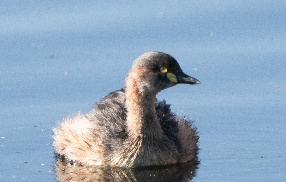 Australasian Grebe - ML644050336