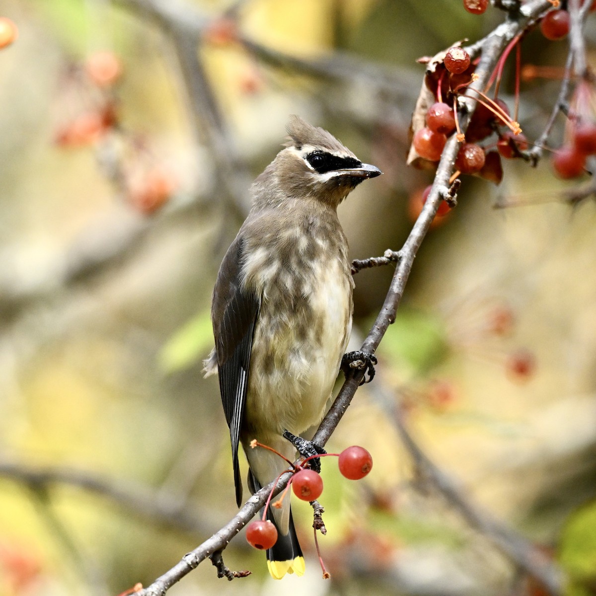 Cedar Waxwing - ML644050352