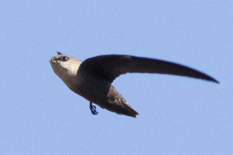 Vencejo de Chimenea - ML644050356