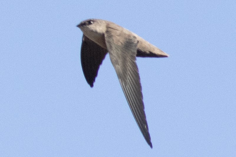 Vencejo de Chimenea - ML644050357