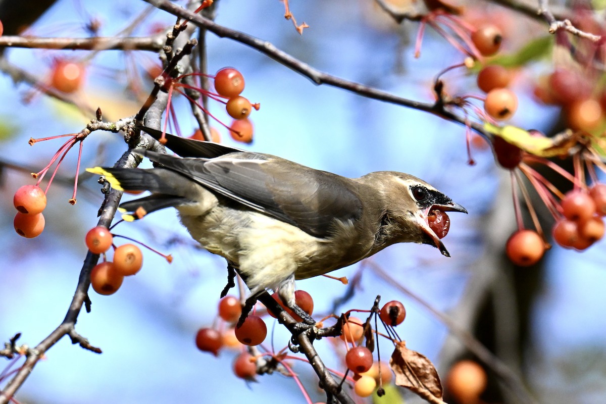 Cedar Waxwing - ML644050364