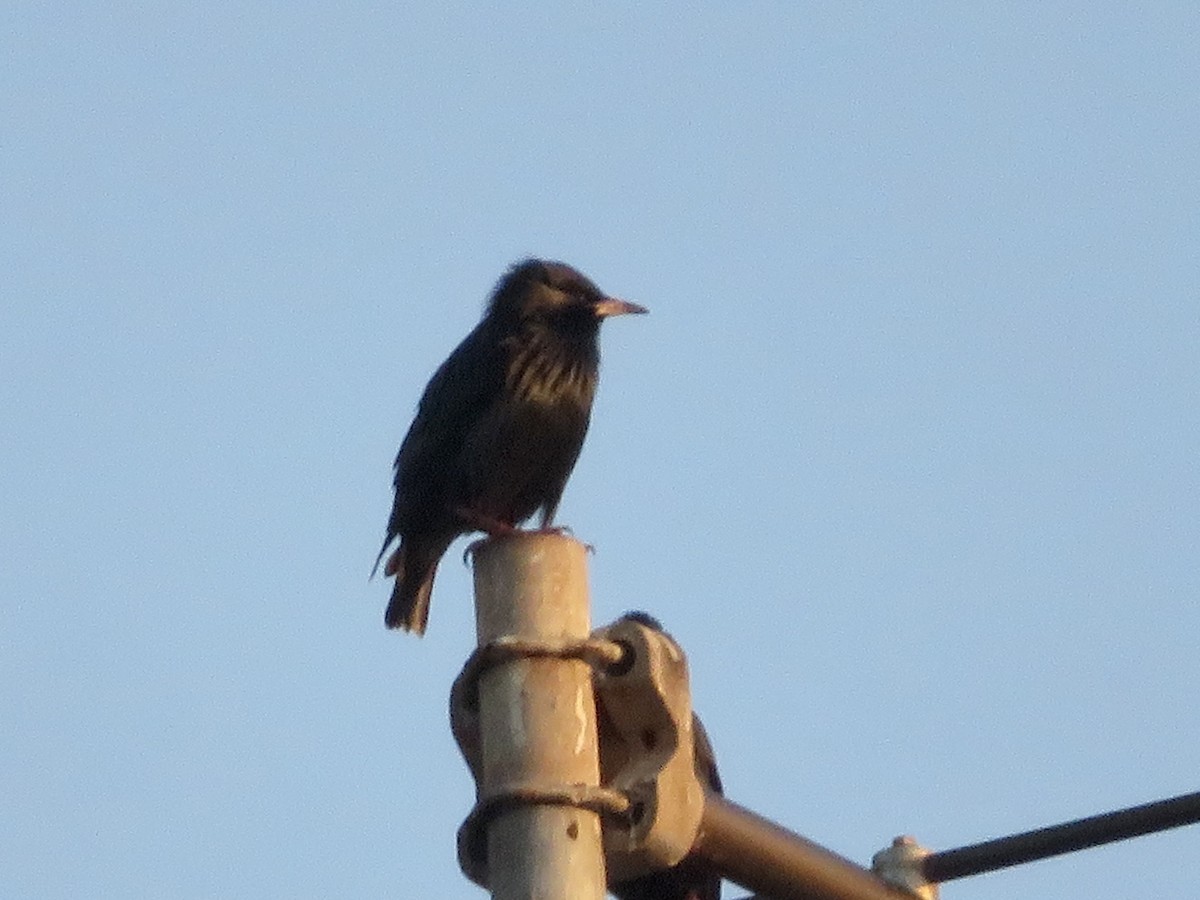 middelhavsstær - ML644050365