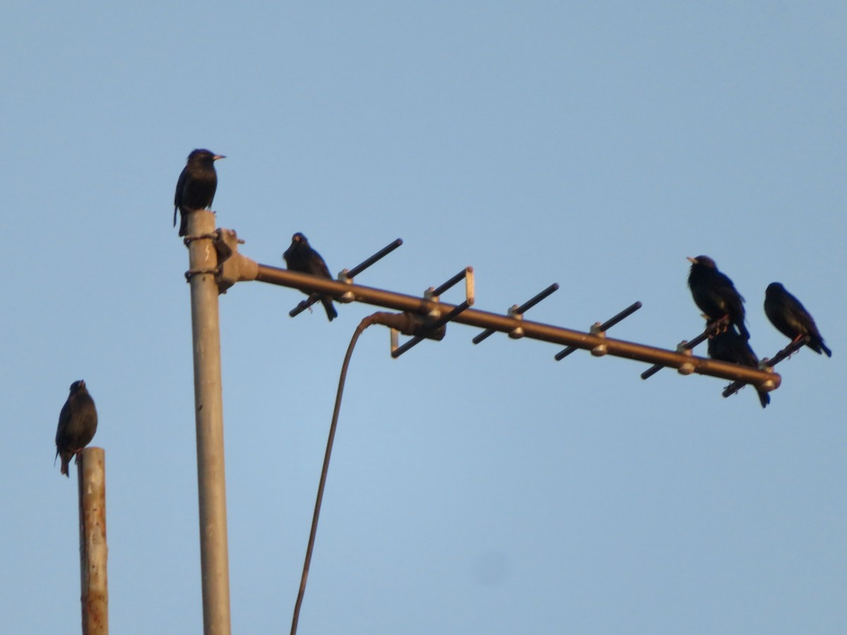 middelhavsstær - ML644050366