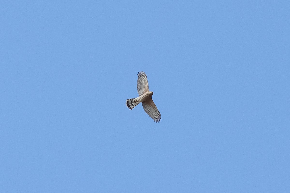 Cooper's Hawk - ML644050368