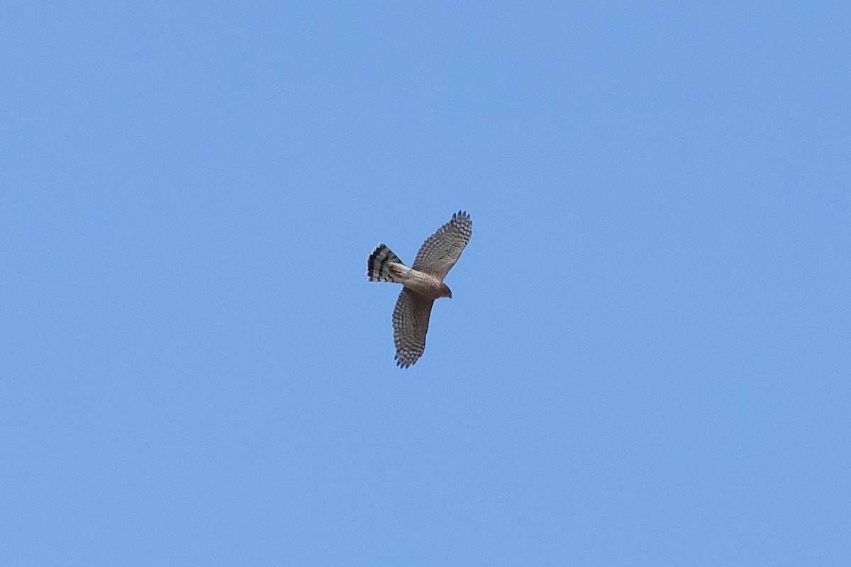 Cooper's Hawk - ML644050369