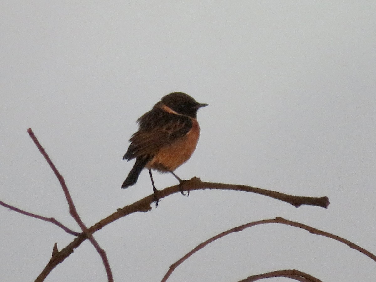 svartstrupe - ML644050374