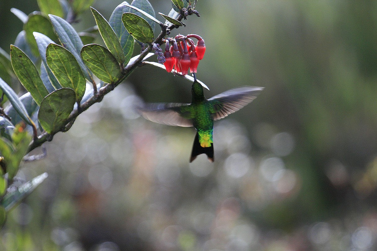 Glowing Puffleg - ML644050387