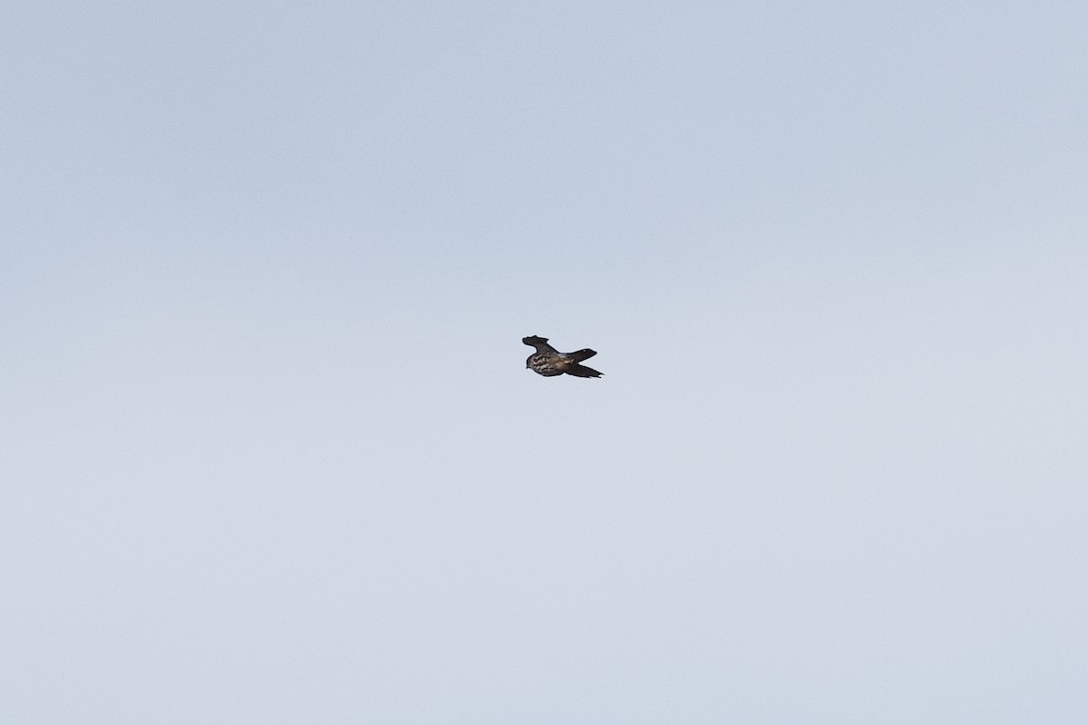 灰背隼 - ML644050398