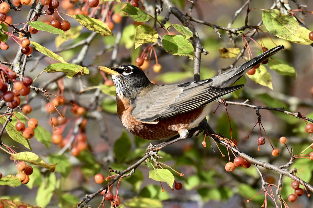 American Robin - ML644050405