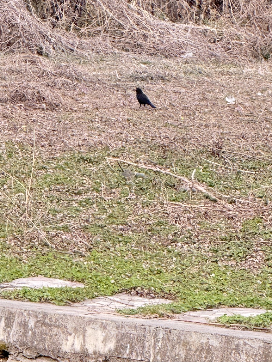 mandarintrost - ML644050417