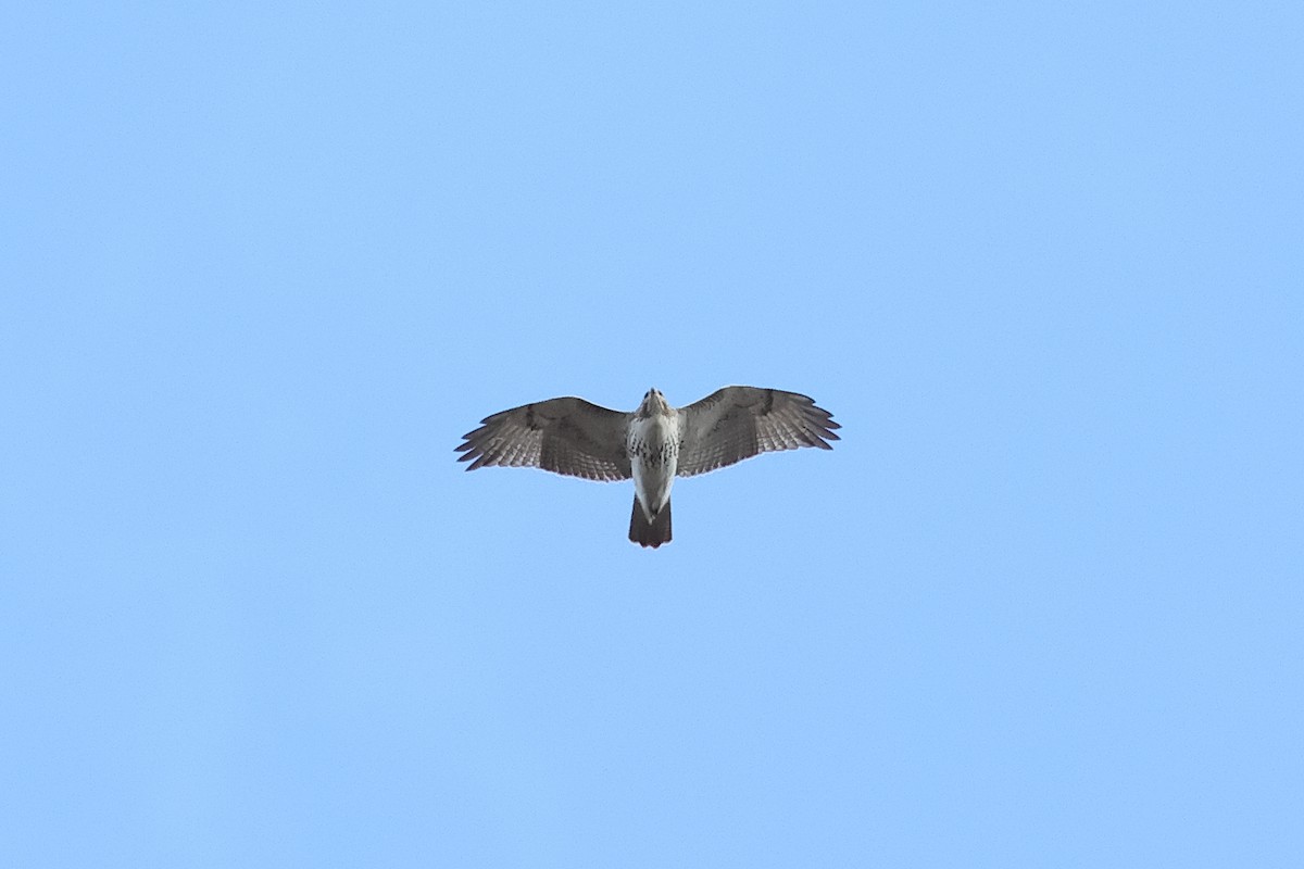 Red-tailed Hawk - ML644050418