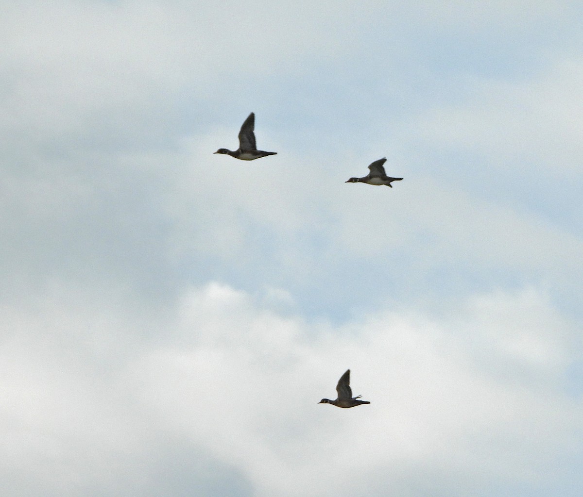 Pato Joyuyo - ML644050421