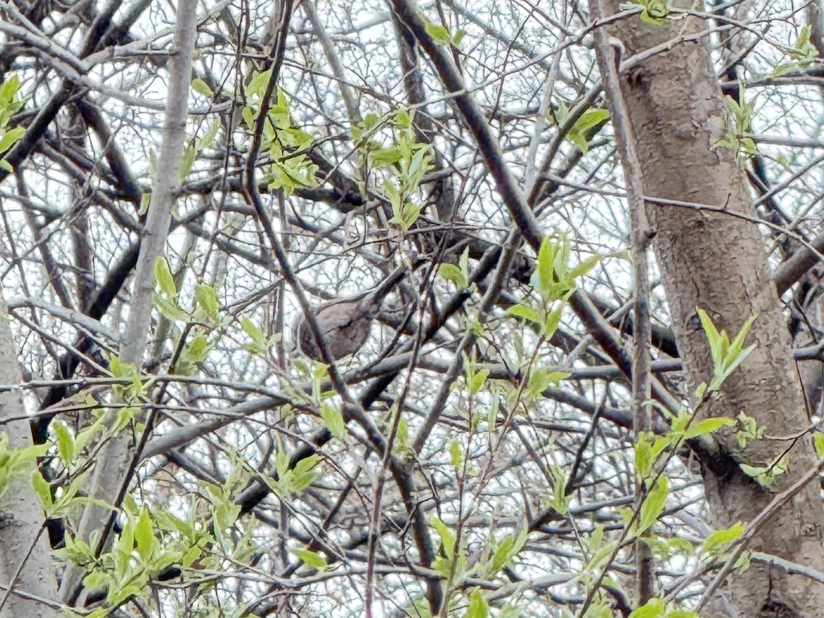 Sooty Tit - ML644050433