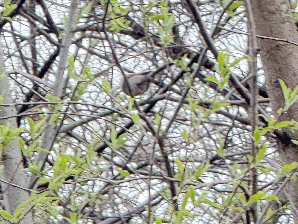Sooty Tit - ML644050434