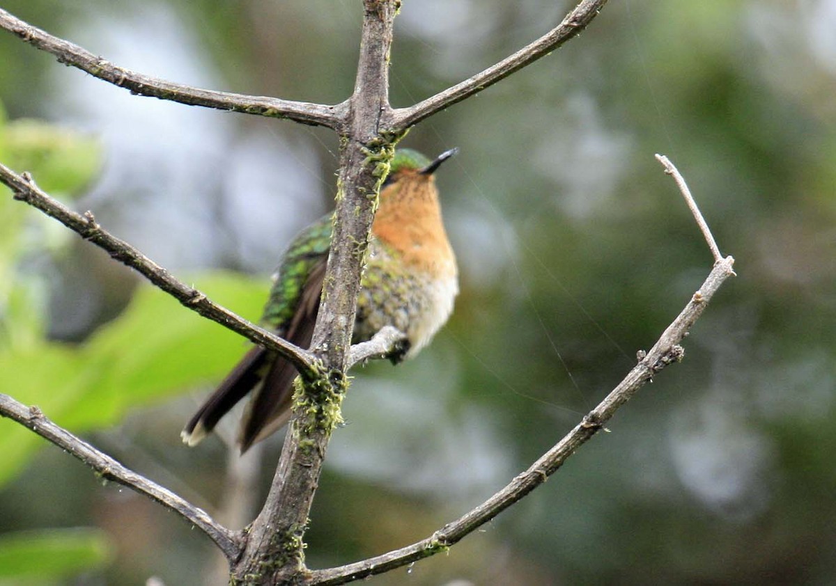 Tyrian Metaltail - ML644050435