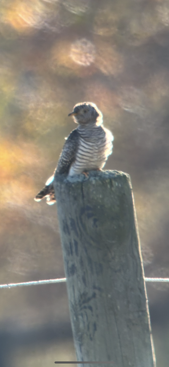 Common Cuckoo - ML644050451