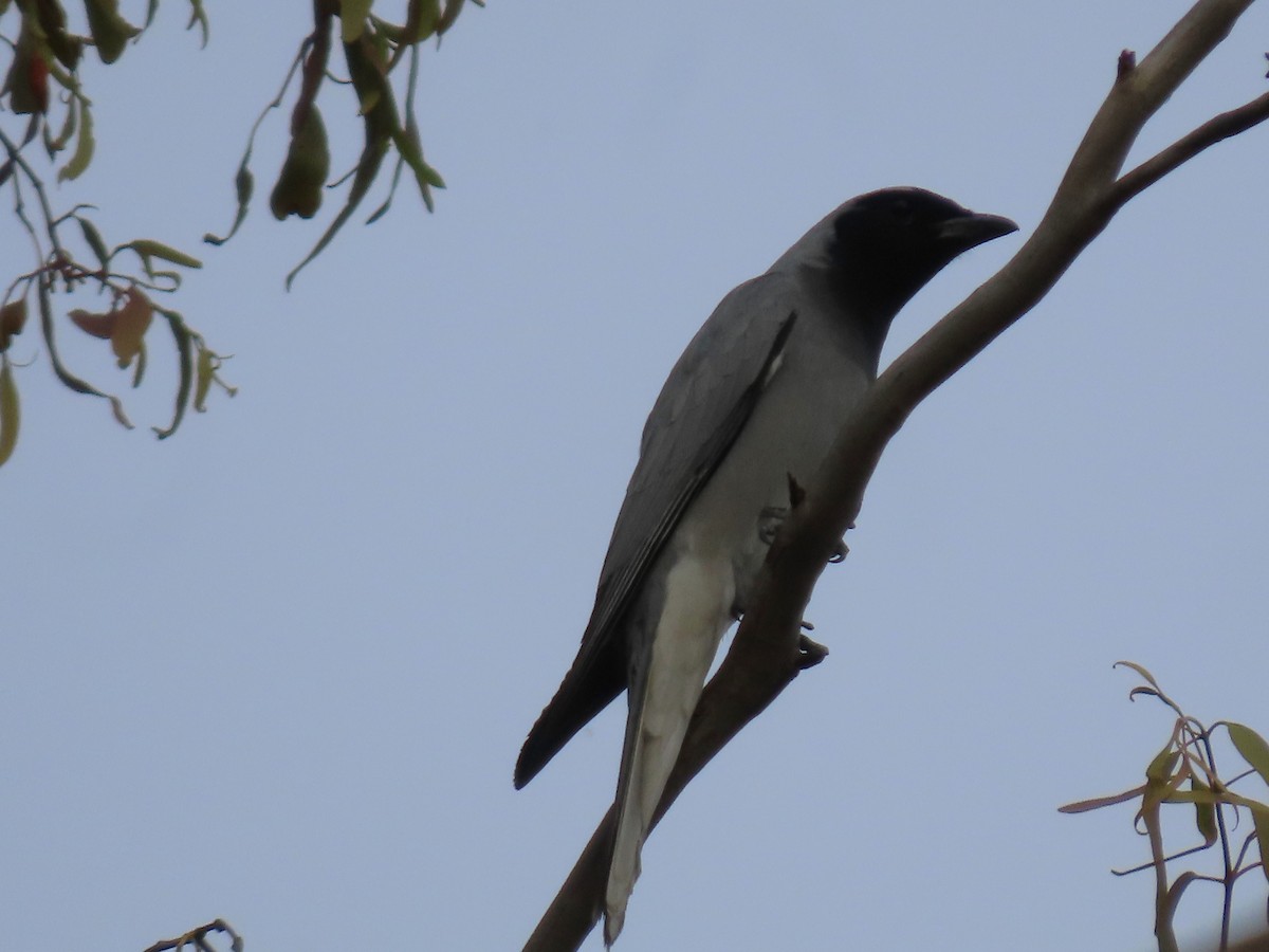 Black-faced Cuckooshrike - ML644050493