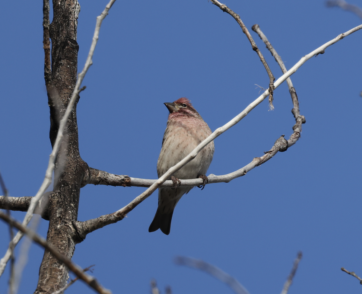 Cassin's Finch - ML644050494