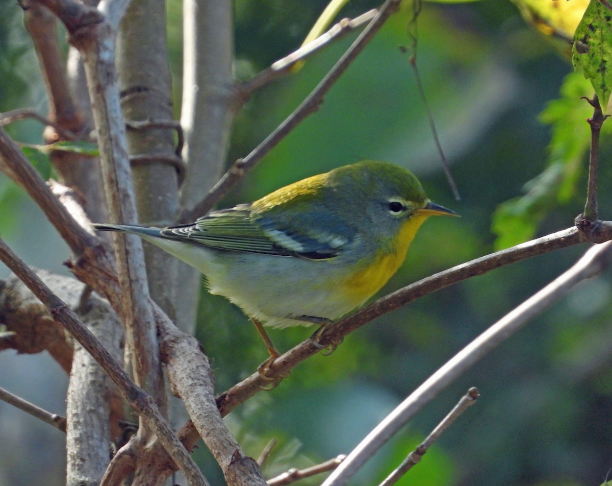 Parula Norteña - ML644050498