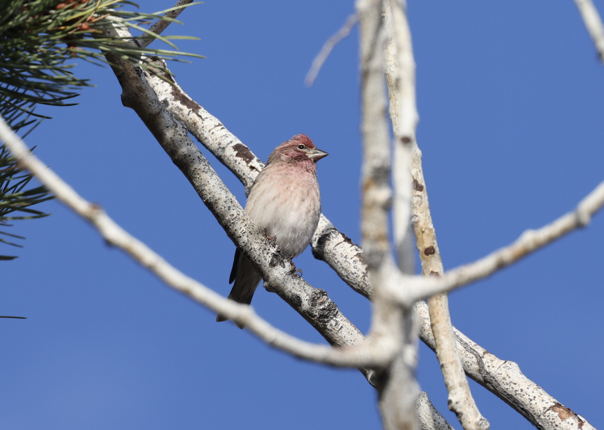 Cassin's Finch - ML644050500