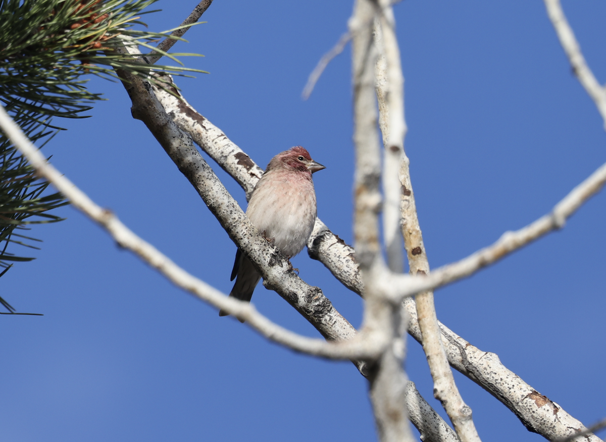 Cassin's Finch - ML644050504