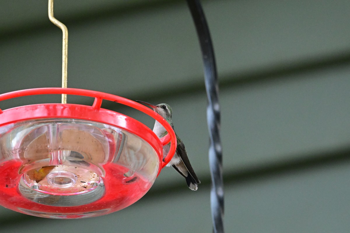 Colibri circé - ML644050511