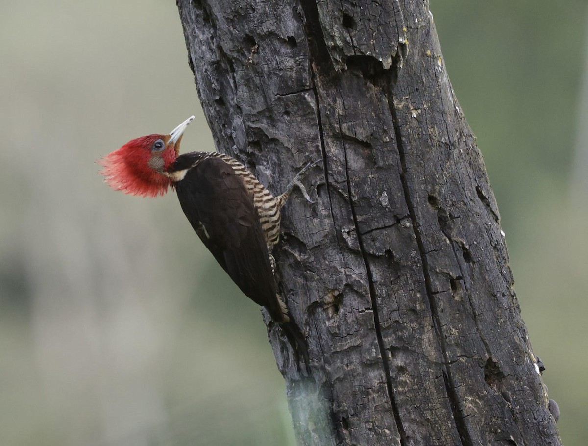 Helmeted Woodpecker - ML644050512