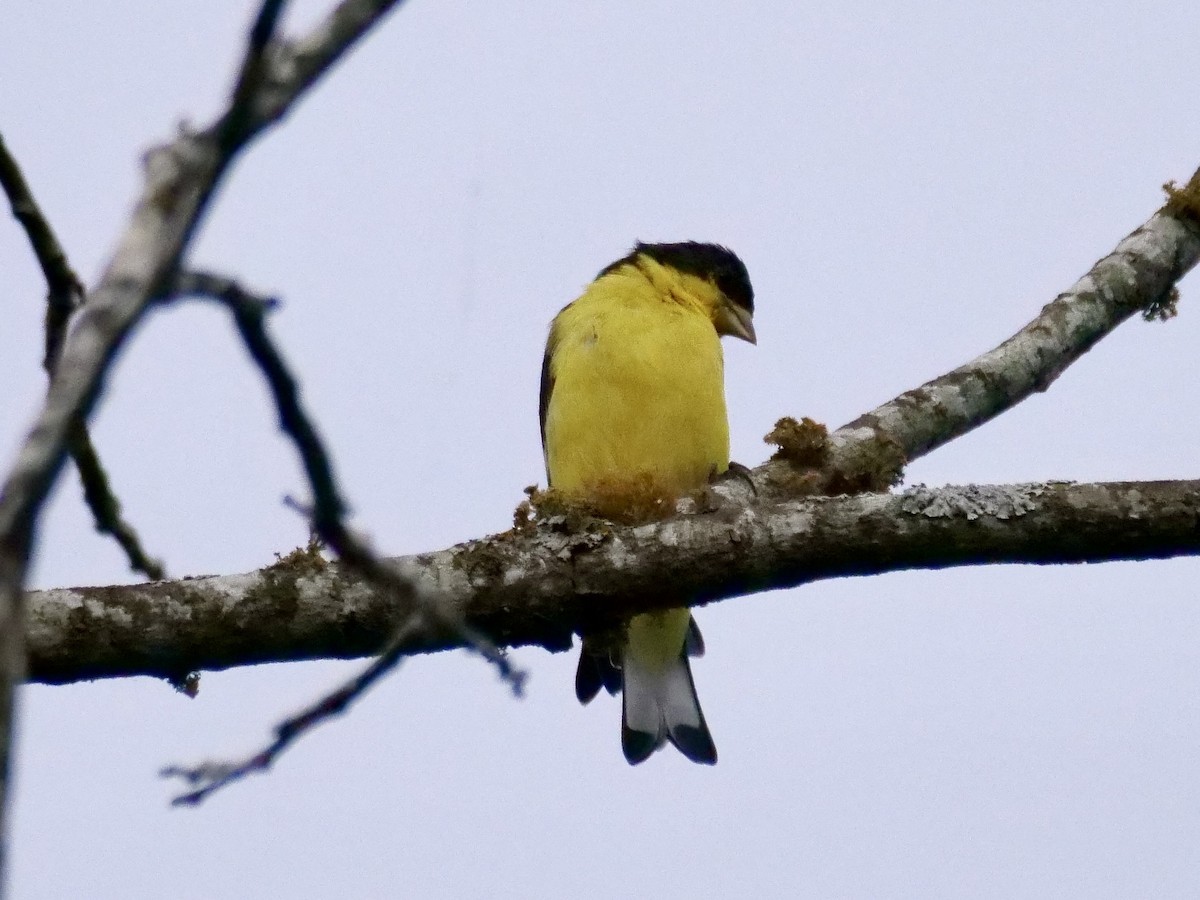 Lesser Goldfinch - ML644050514