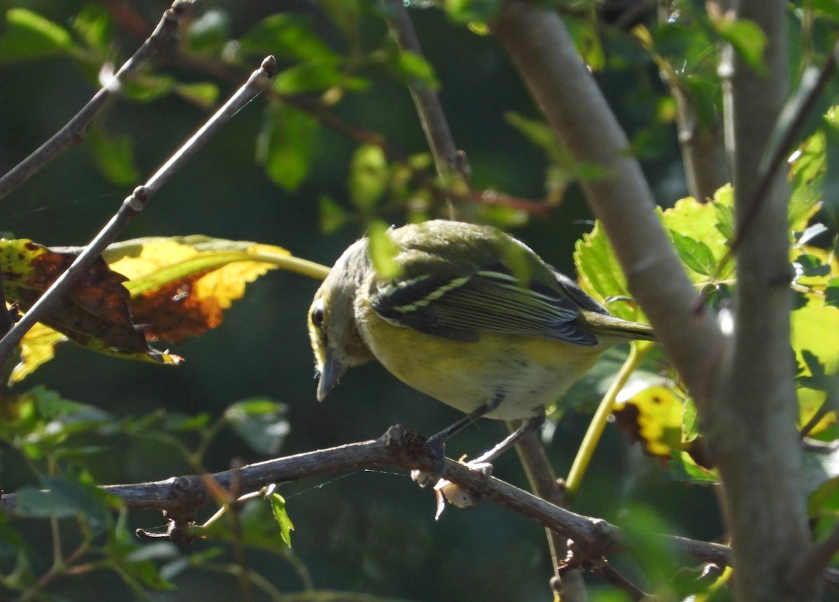 Vireo Ojiblanco - ML644050527